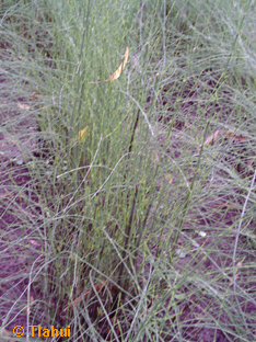 YERBA DE LA PLATA / LIMPIAPLATA (Equisetum bogotense) - 1